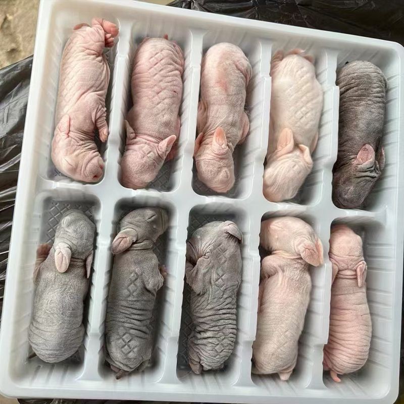 Frozen Rabbits For Snake Food