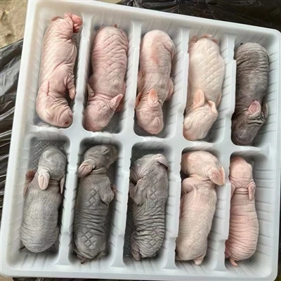 Apakah ciri -ciri tikus beku untuk ular?