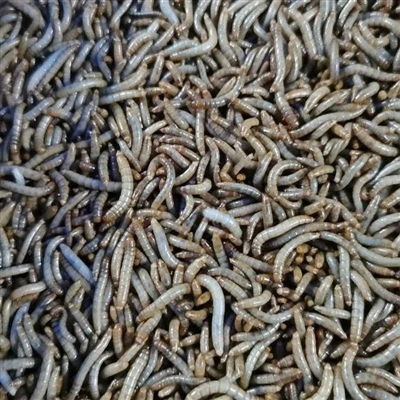 Pelbagai cacing makanan kering untuk burung