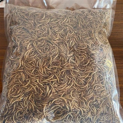 Apakah aplikasi jangkrik kering untuk burung?