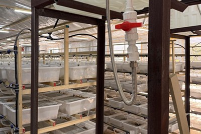 Apakah faedah menggunakan lipas Dubia untuk membunuh kadal?