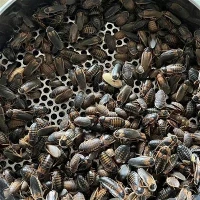 1000 Dubia Roaches
