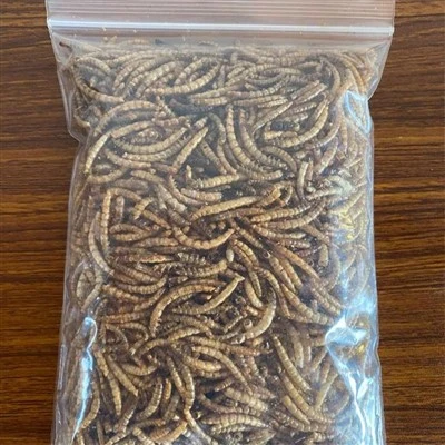 25 kg cacing makan kering