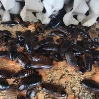 500 kecoak dubia sederhana