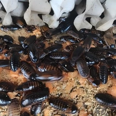 500 kecoak dubia sederhana