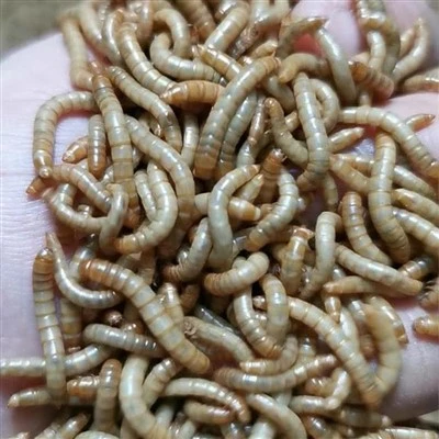 500g cacing makanan kering