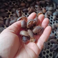 Dubia wanita dewasa
