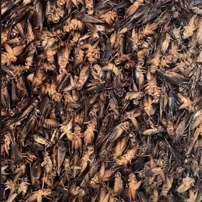 Jangkrik kering untuk naga berjanggut