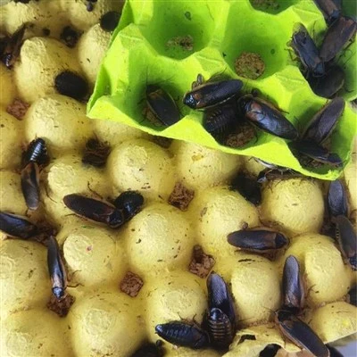 Dubia Roaches untuk kadal