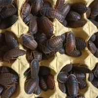 Kecoak dubia yang lebih besar