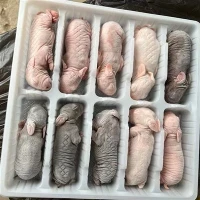 Arnab beku untuk makanan ular