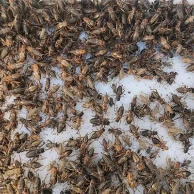 Kriket kering beku kecil